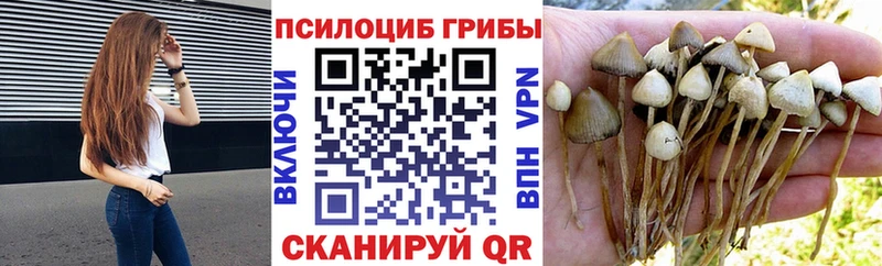 сколько стоит  Славск  Псилоцибиновые грибы Magic Shrooms 
